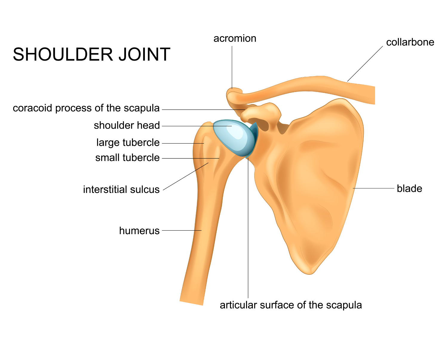 Shoulder Joints Anatomy